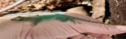 Anole reptiles for sale: Panther Anoles (Anolis Leachii) - Advert 3