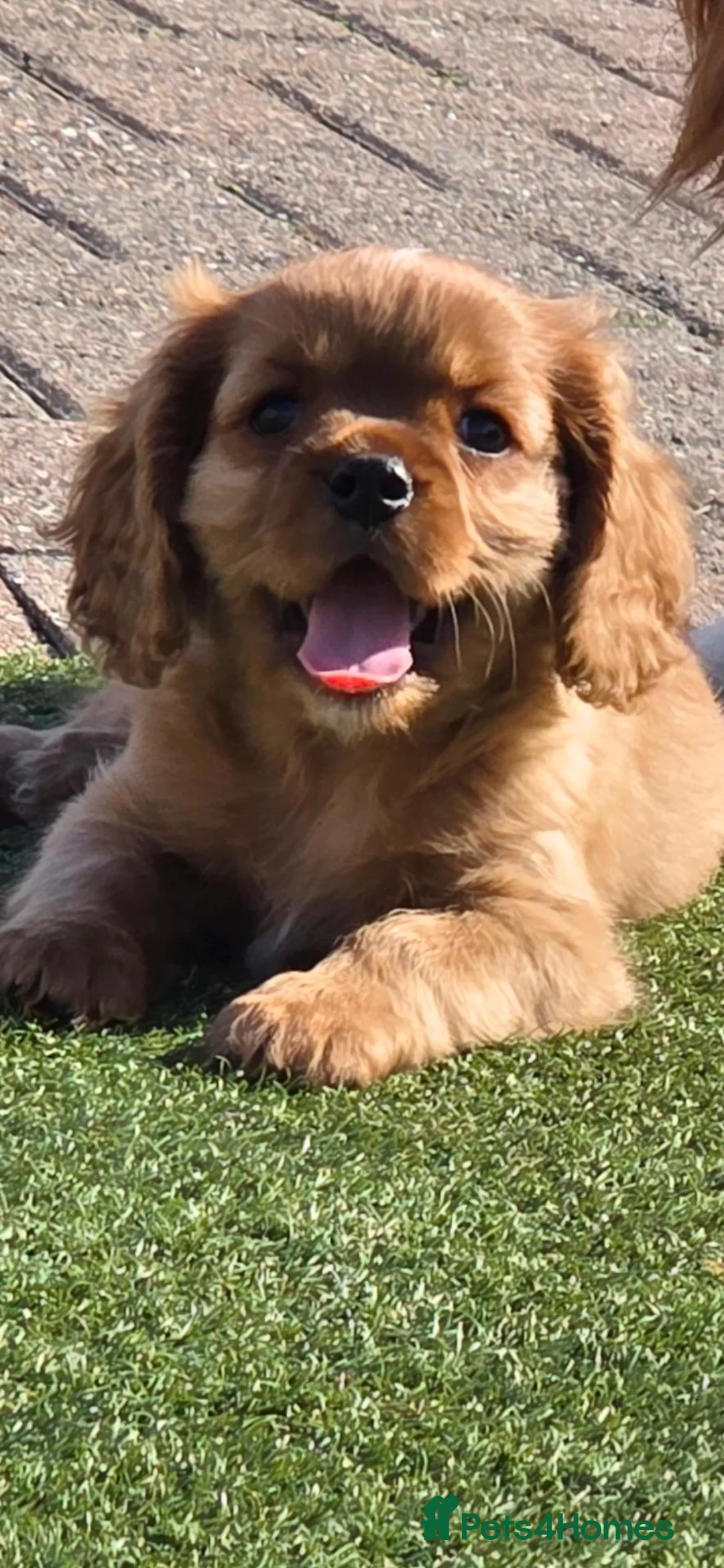 Cavalier King Charles Spaniel dogs for sale: Stunning kc reg health tested cavaliers - Advert 2