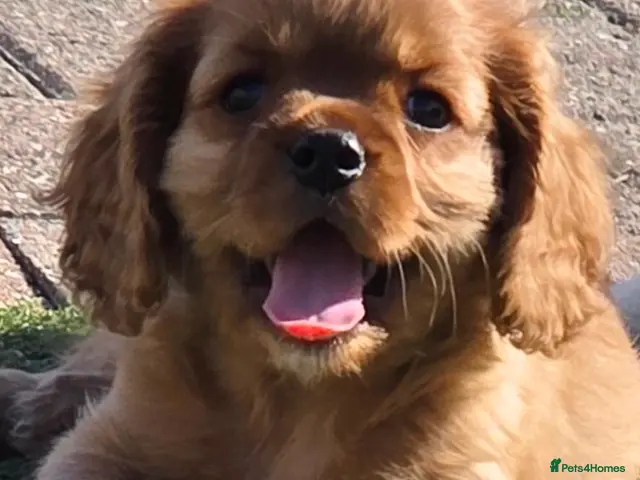 Cavalier King Charles Spaniel dogs Stunning kc reg health tested cavaliers - Advert 2