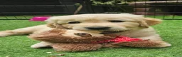 Golden Retriever dogs for sale: 5* Golden Retriver puppies in Wisbech - Advert 22