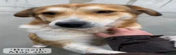 Mixed Breed dogs for adoption: Brazil, 5-6 yrs old. Available for adoption. in Brixham - Advert 10