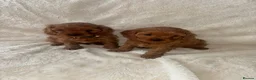 Cavapoo dogs for sale: F1 Toy Cavapoo puppies - Advert 6