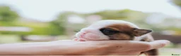 English Bulldog dogs for sale: Beautiful English Bulldog Puppies  in Swindon - Advert 4