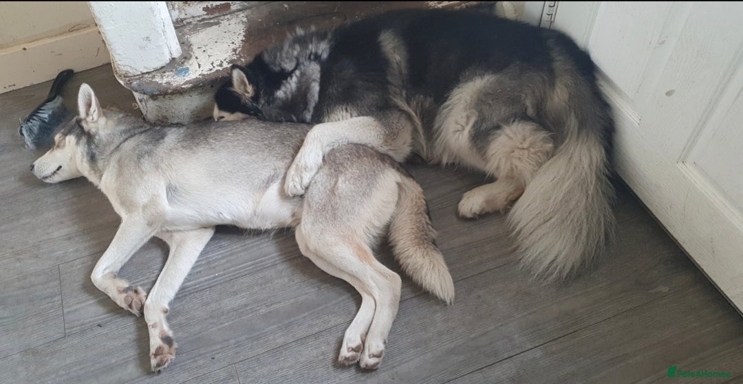 Siberian Husky dogs for sale: Husky puppies  - Advert 7