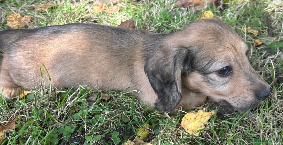Miniature Dachshund dogs for sale: 🐾Miniature Longhaired Dachshund puppies.KC reg🐾  - Image 15