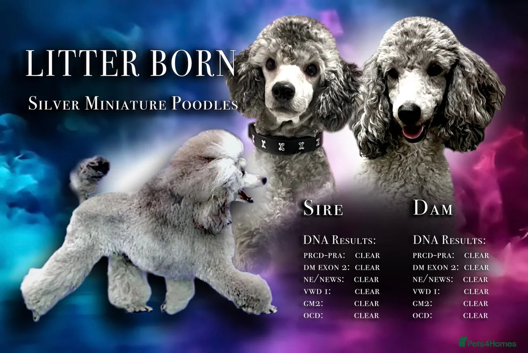 Poodle dogs for sale: 🌟RARE Silver Miniature Poodle Puppies DNA CLEAR🌟 - Advert 1
