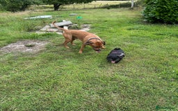 Rhodesian Ridgeback dogs for sale: Rocco and Roman  - Image 7
