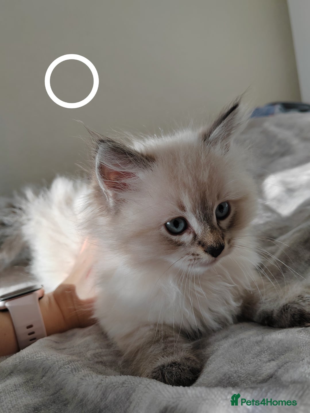 Ragdoll cats for sale: Gorgeous lot of Siberian and Ragdoll mix kittens  - Advert 11