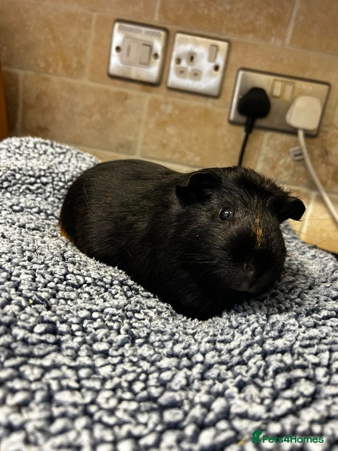 Guinea Pig rodents for sale: Baby guinea pigs for sale  - Advert 2