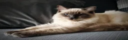 Ragdoll cats for sale: Blue point ragdoll  - Advert 5