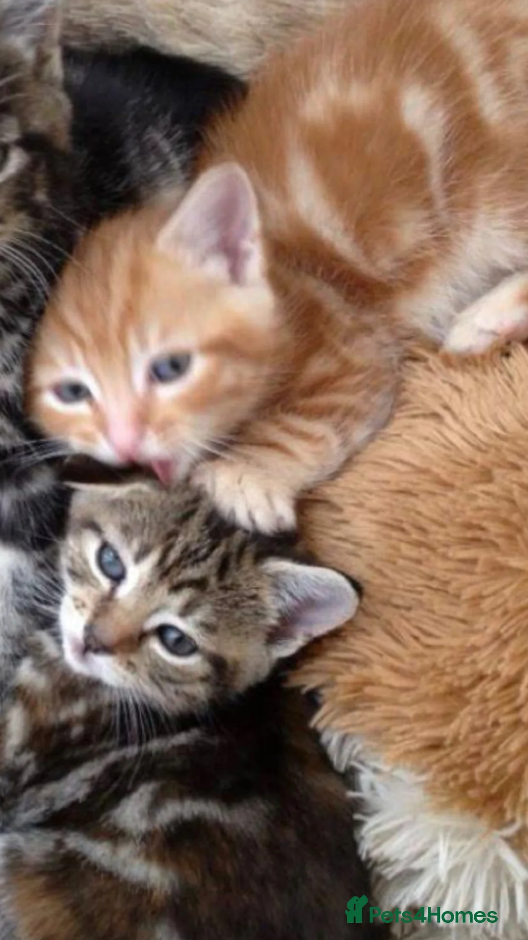 Bengal cats for sale: Beautiful Fluffy Bengal mix female for sale🎀🌸 - Advert 2