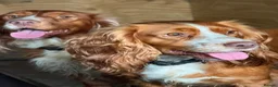 Cocker Spaniel dogs for sale: Cocker spaniel puppies - Advert 4