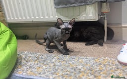 British Shorthair cats for sale: Sphynx boy and British shorthair girl  - Image 7