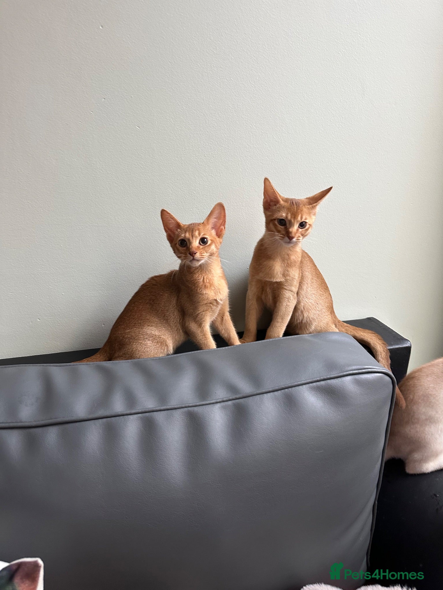 Abyssinian cats Abyssinian kittens  - Advert 2