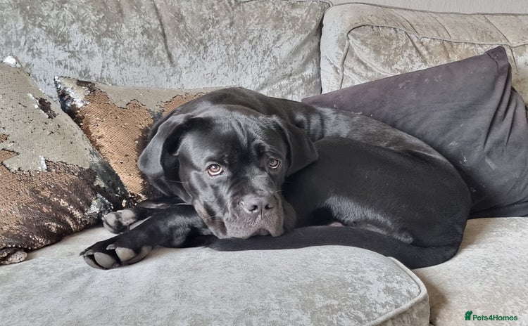 Cane Corso dogs - Advert 2