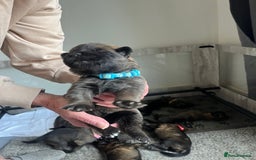 Mixed Breed dogs for sale: Adorable litter of 'shepinois' - Image 7