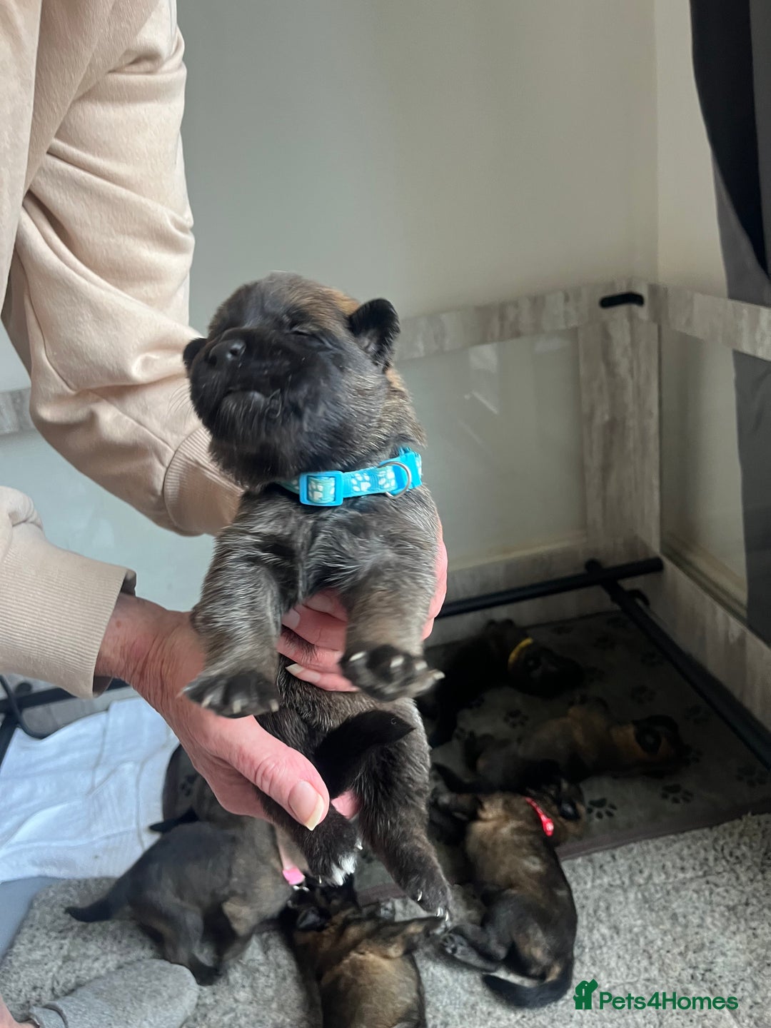 Mixed Breed dogs for sale: Adorable litter of 'shepinois' - Image 7