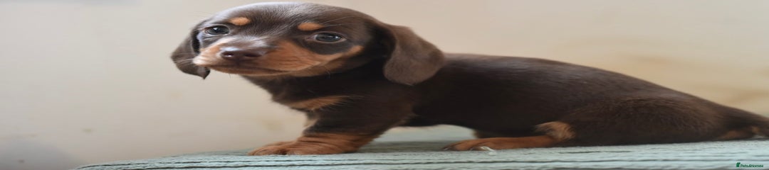 Miniature Dachshund Puppy 4