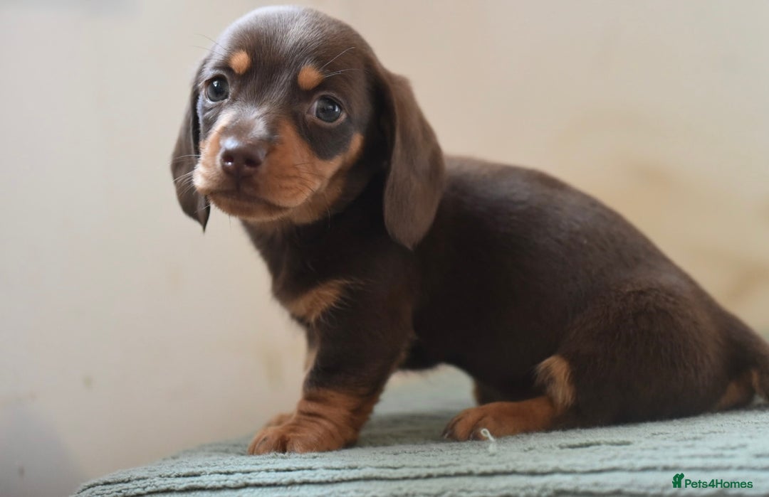 Miniature Dachshund dogs for sale: Mini smooth dachshunds  - Image 15
