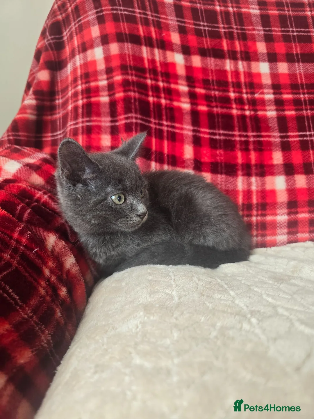Mixed Breed cats for sale: 8 week old grey fluffy male  - Advert 2
