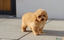 Cavapoo dogs for sale: F1 Cavapoo puppies for sale FULLY VACCINATED - Advert 9