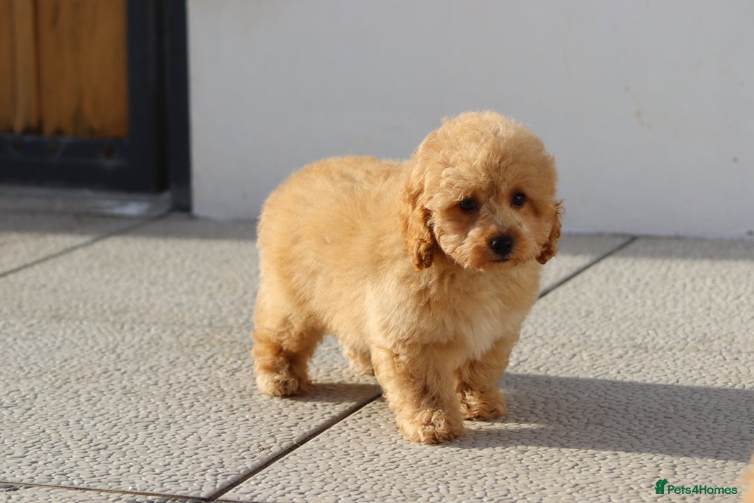 Cavapoo dogs for sale: F1 Cavapoo puppies for sale FULLY VACCINATED - Advert 9