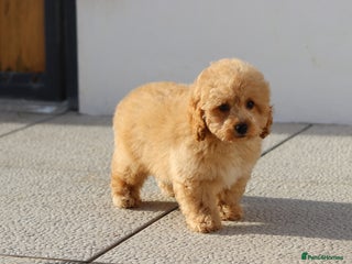 Cavapoo dogs F1 Cavapoo puppies for sale FULLY VACCINATED - Advert 4
