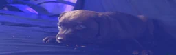 Labrador Retriever dogs for sale: Chocolate Labrador in Glasgow - Advert 29