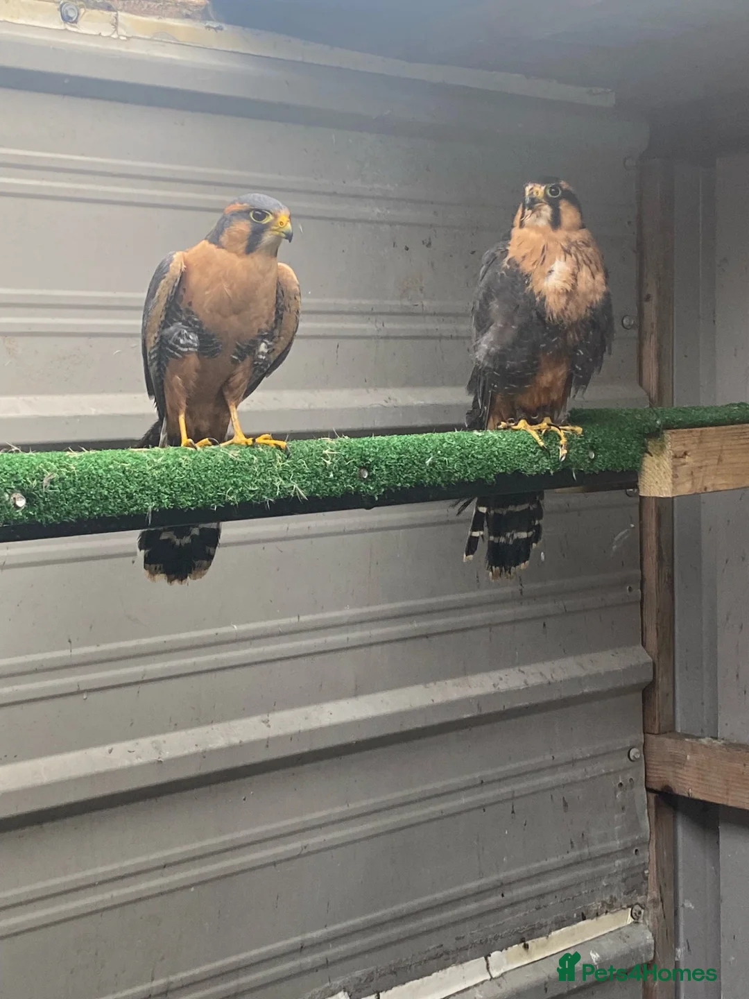 Mixed Breed birds for sale: Bonded pair of Aplomado in Rotherham - Advert 2