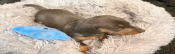 Miniature Dachshund dogs for sale: KC registered miniature dachshund pups smooth coat - Advert 14
