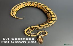 Python Snake reptiles for sale: Royal Pythons  - Advert 7