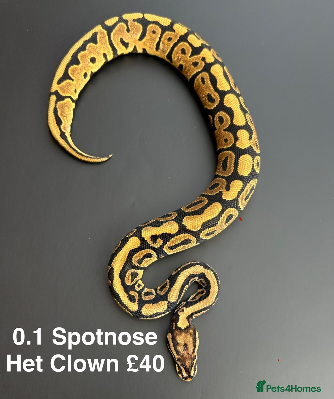 Python Snake reptiles for sale: Royal Pythons  - Advert 7