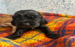 Cocker Spaniel dogs for sale: Beautiful cocker spaniel Boys  - Image 7