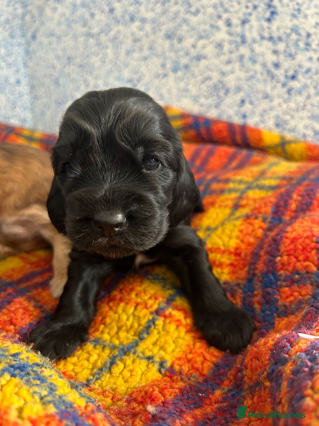 Cocker Spaniel dogs for sale: Beautiful cocker spaniel Boys  - Image 7