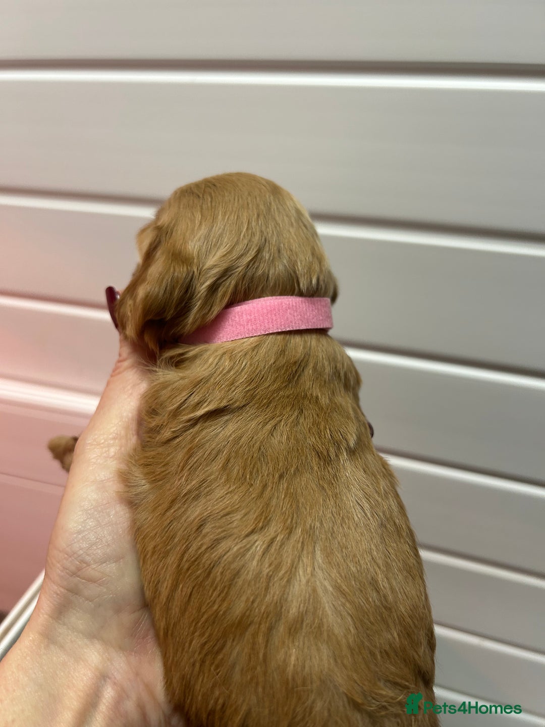 Cockapoo dogs for sale: F1 TOY SHOW TYPE DNA 🧬 CLEAR COCKAPOO BABIES 🧸 - Advert 13