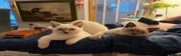 British Shorthair cats for sale: sweet gentle British Shorthair silky coat Kittens - Advert 13