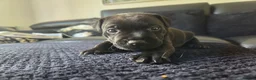 Patterdale Terrier dogs for sale: Patterdale Terrier Pups - Advert 13