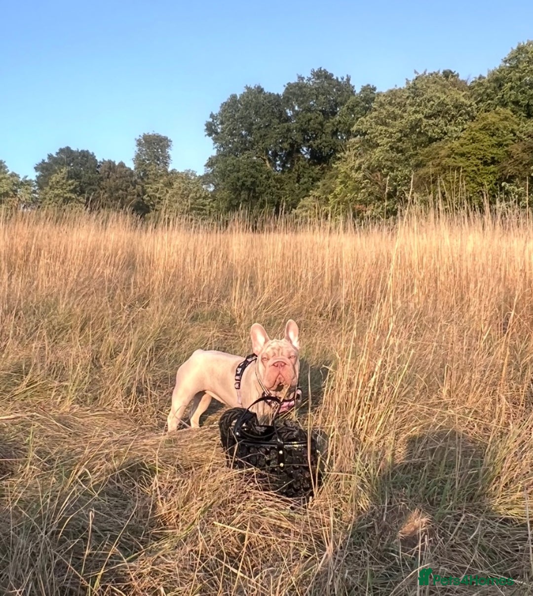 French Bulldog dogs for sale: Newshade Velvet Female Frenchie Pup - Advert 18