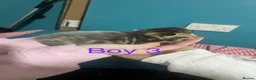 Mixed Breed cats for sale: 4 beautiful kittens for sale  - Advert 18