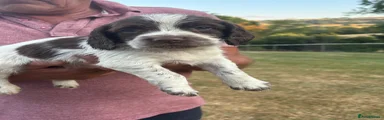English Springer Spaniel 1