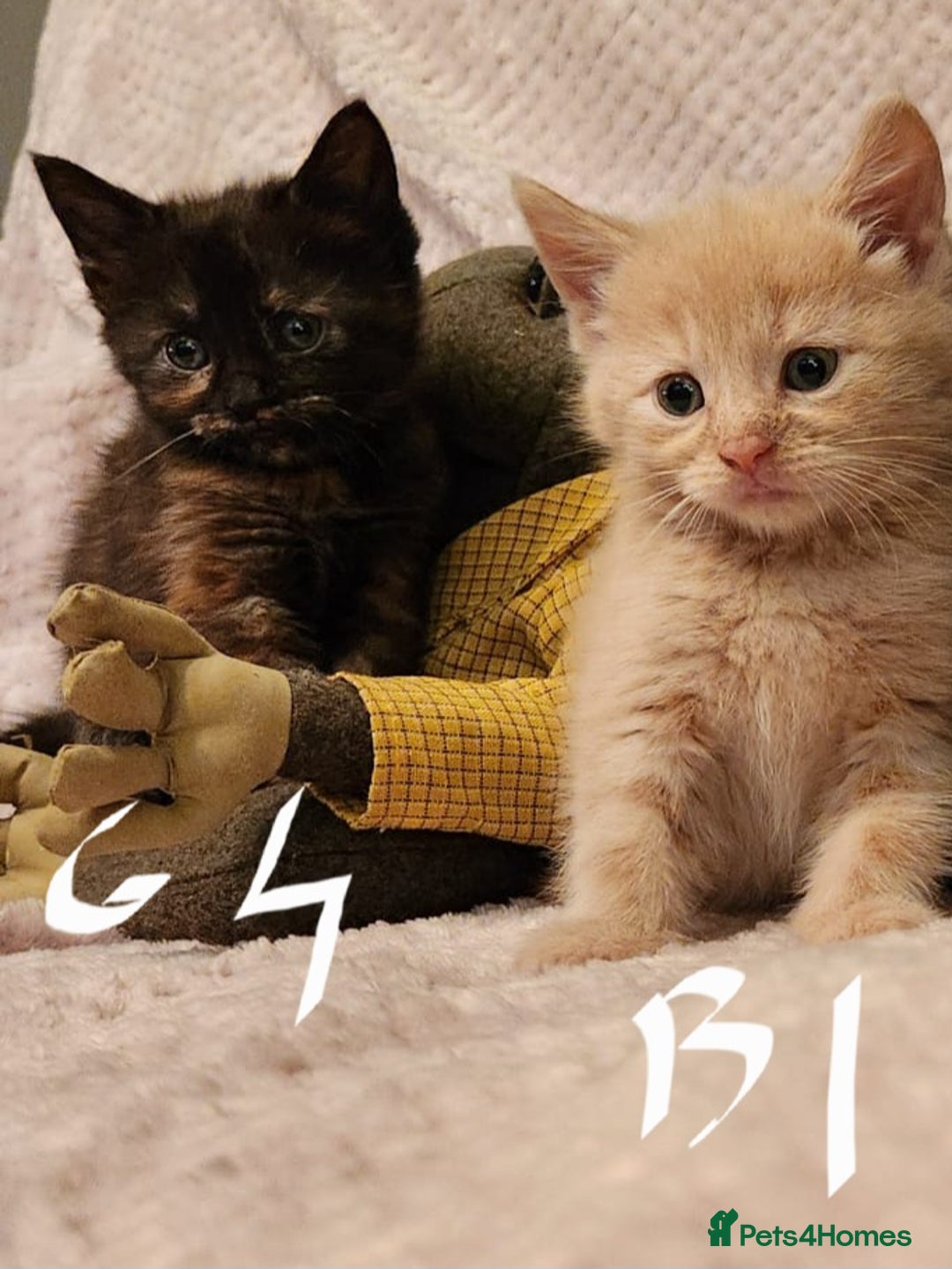 Maine Coon cats for sale: Beautiful Maine Coon kittens  - Advert 27