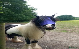 Other Breed horses for sale: lovely little mare  - Image 5