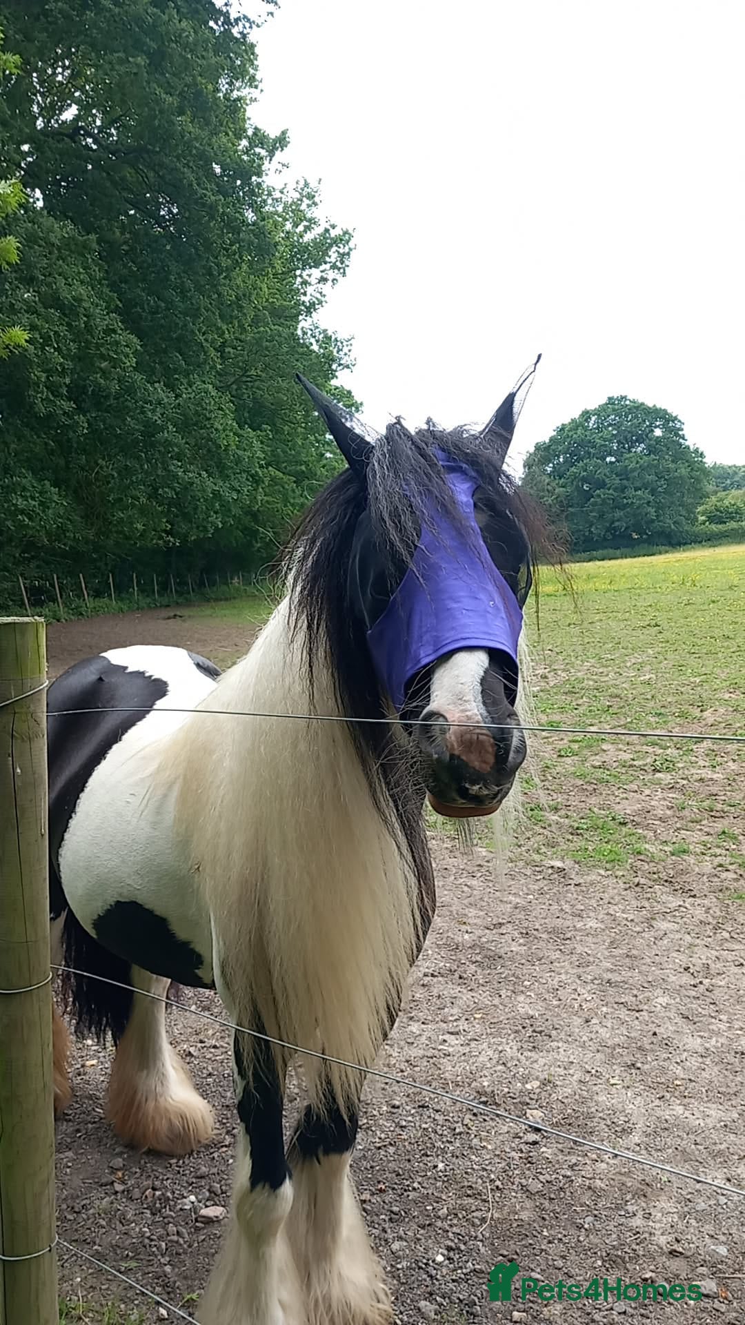 Other Breed horses for sale: lovely little mare  - Image 5