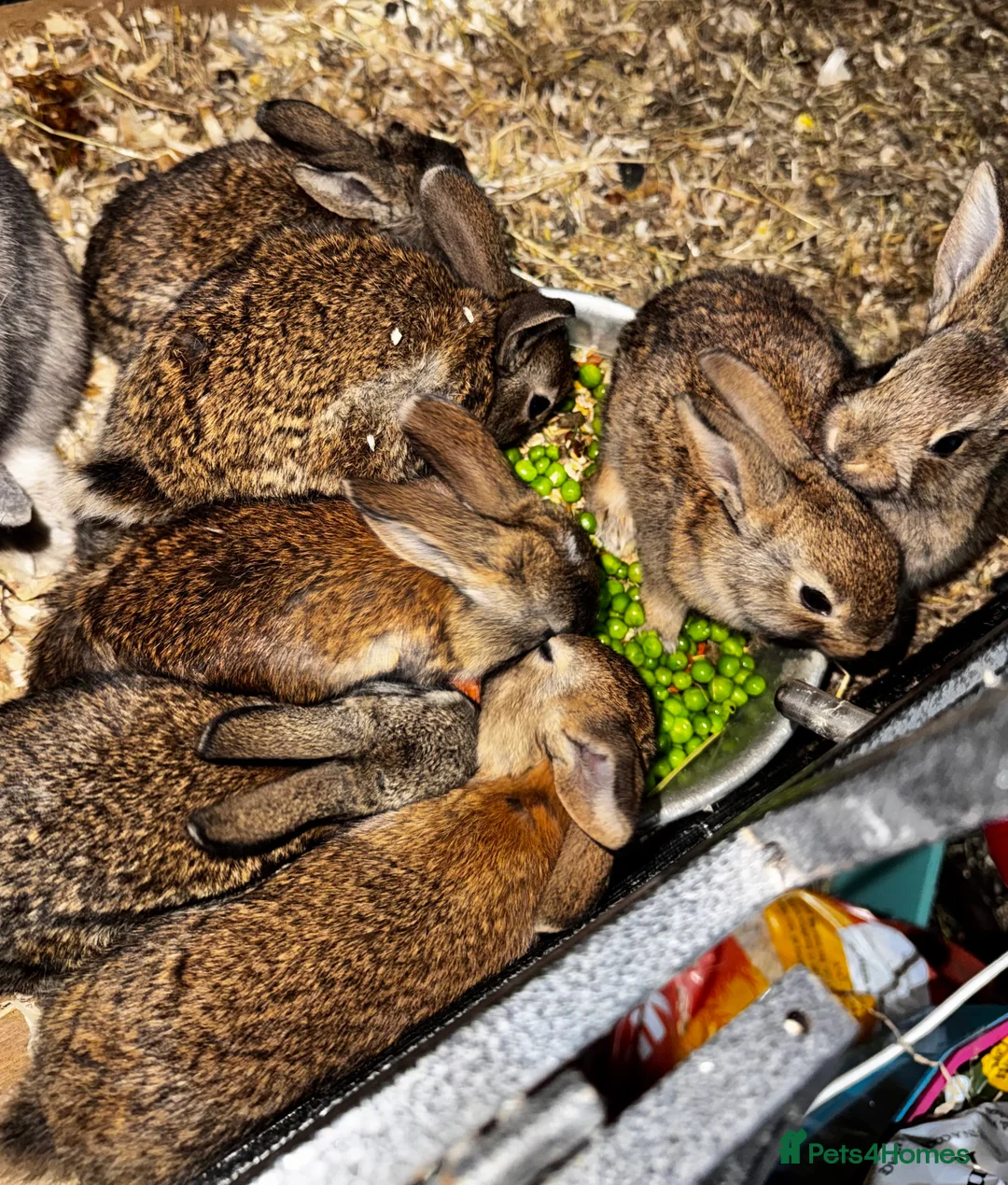 Belgian Hares rabbits for sale: Mixed Belgian hares - Advert 8