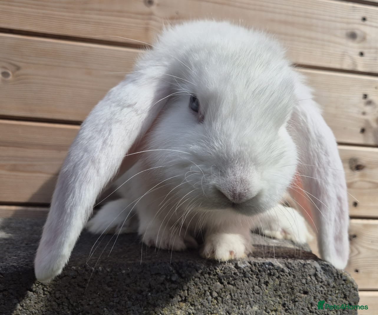 French Lop rabbits Frenchlop bucks available 12 weeks old  - Advert 1