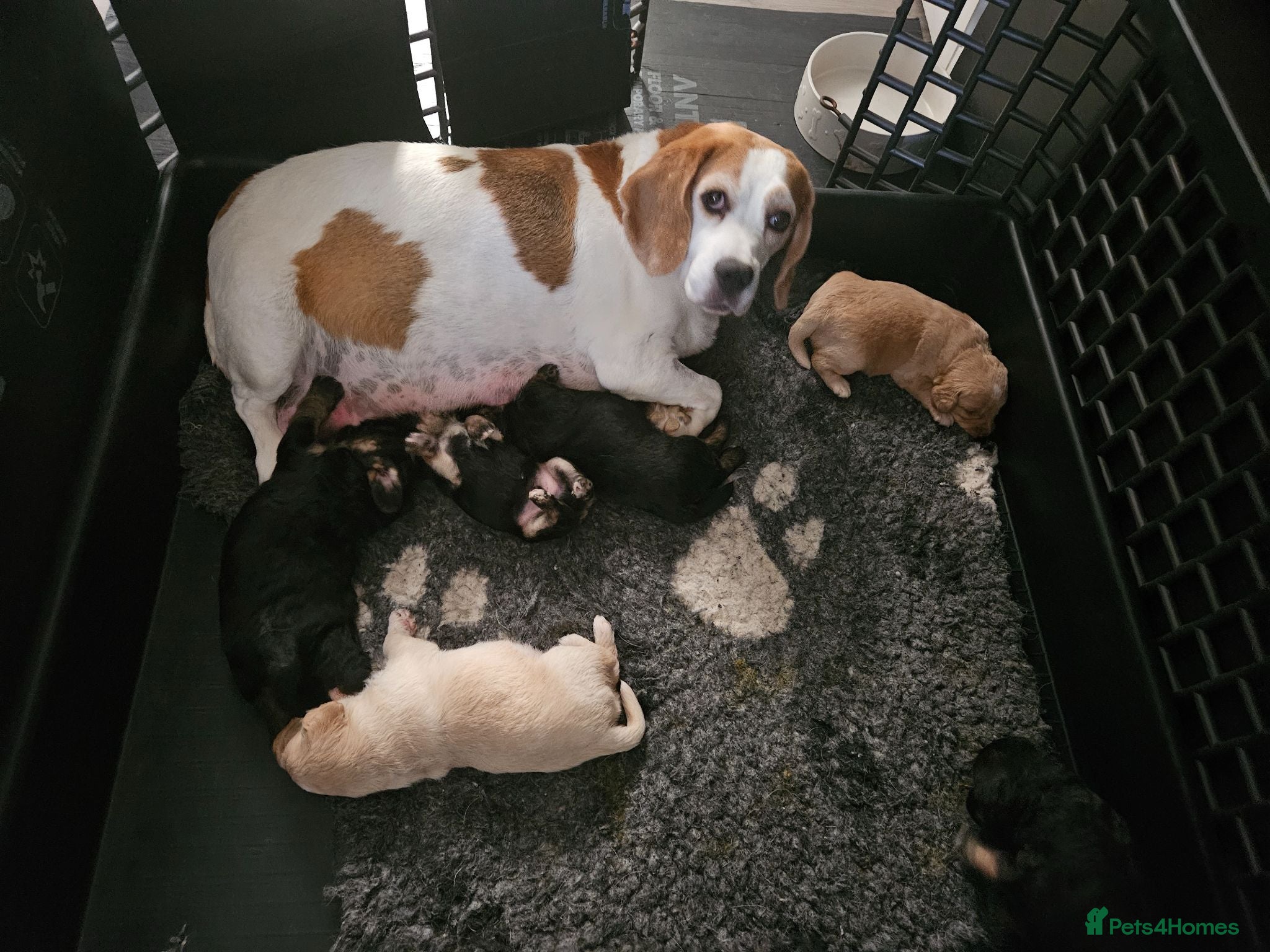 Mixed Breed dogs Beautiful Poogle pups for sale (beagle x poodle ) - Advert 2