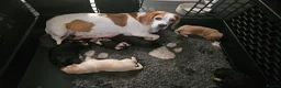 Mixed Breed dogs for sale: Beautiful Poogle pups for sale (beagle x poodle ) - Advert 2
