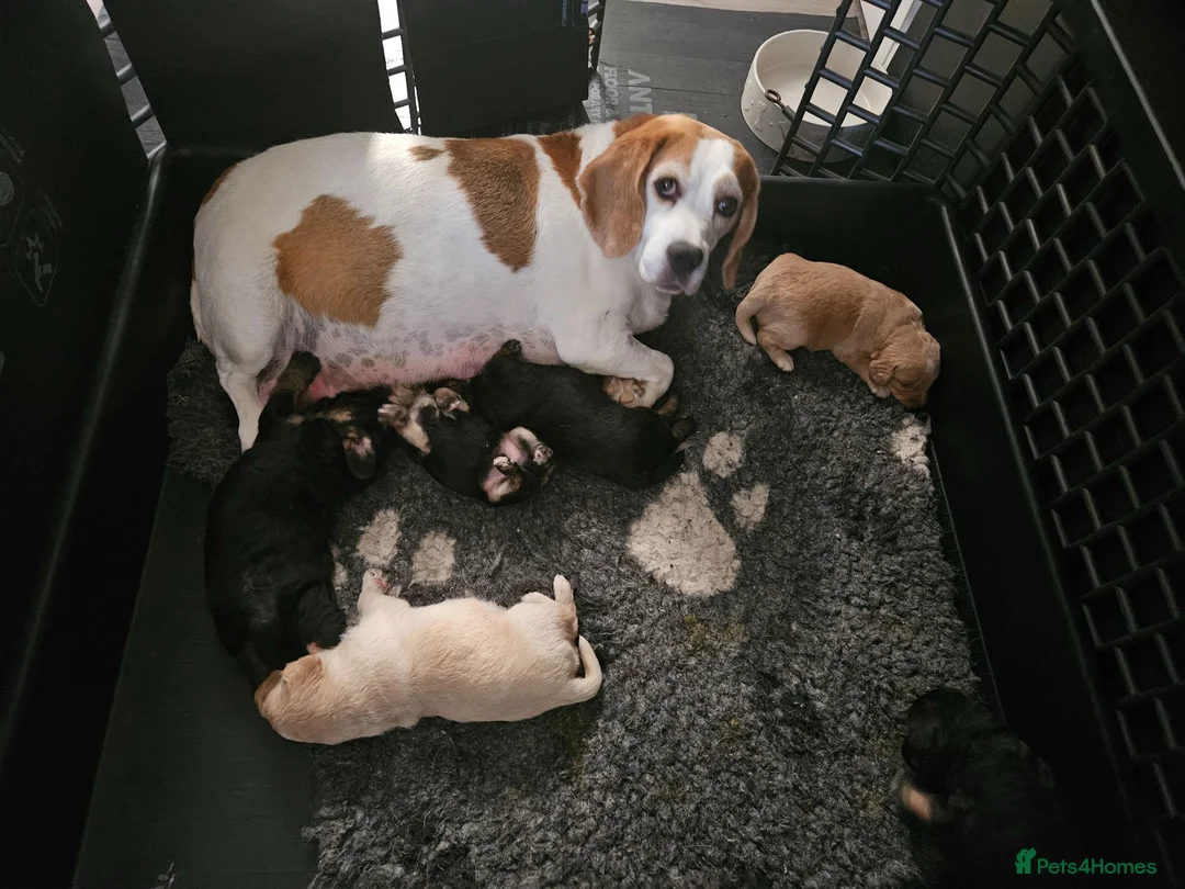 Mixed Breed dogs for sale: Beautiful Poogle pups for sale (beagle x poodle ) - Advert 2
