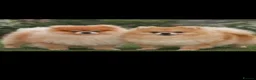 Pomeranian dogs for sale: Pomeranian puppy - Advert 10