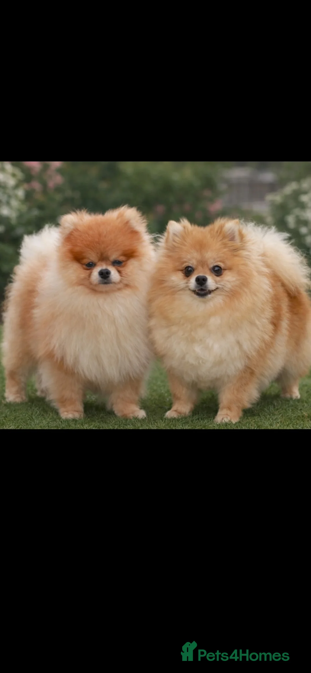 Pomeranian dogs for sale: Pomeranian puppy - Advert 10